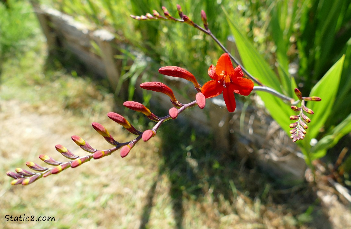 red flower