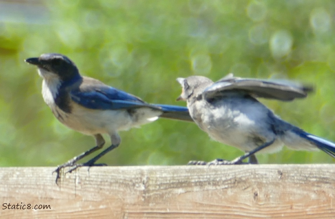 Scrub Jays standing on a fence, one is begging for food