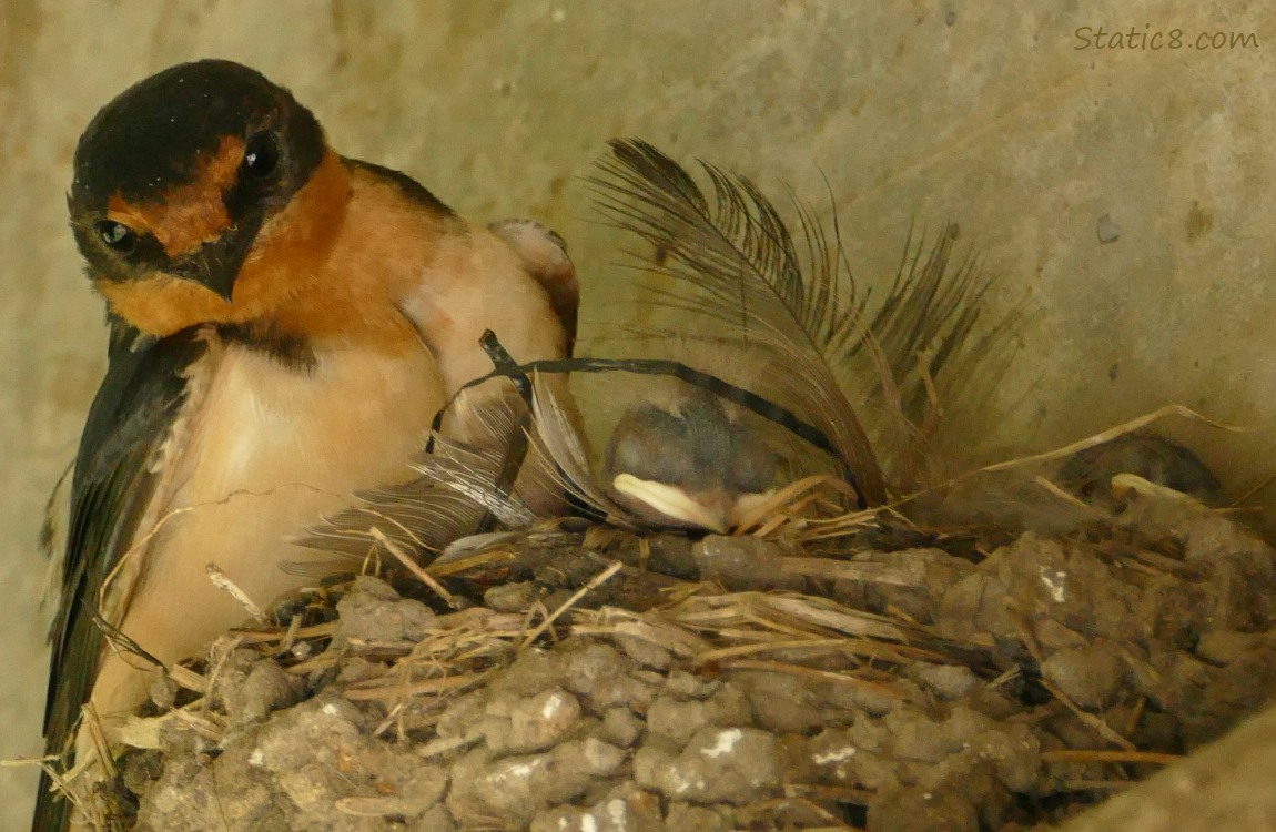 Barn Swallow parent with nestlings in the nest