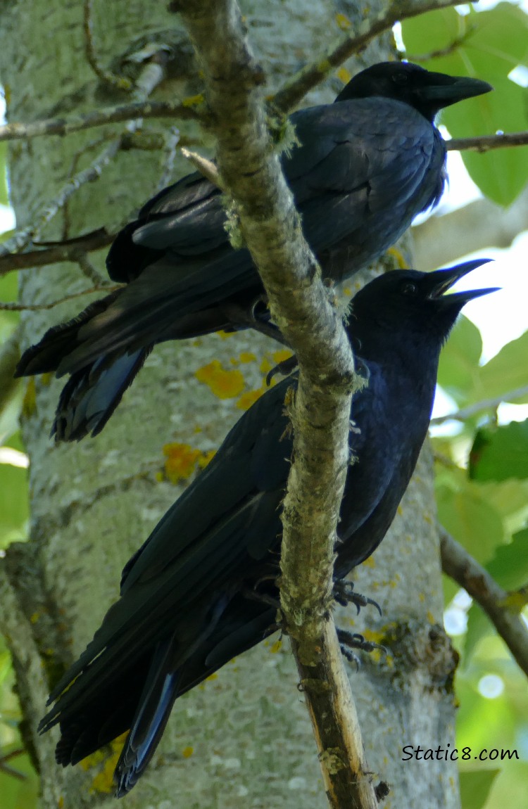 Two crows standing on a branch