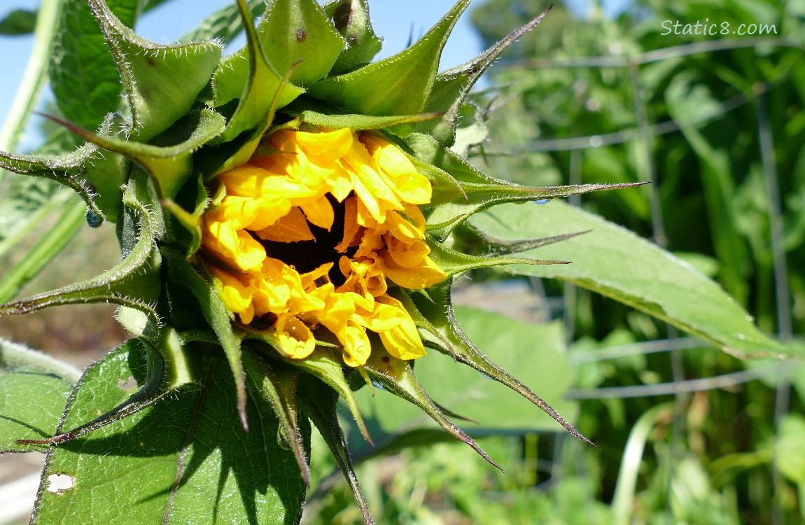 sunflower bloom just opening