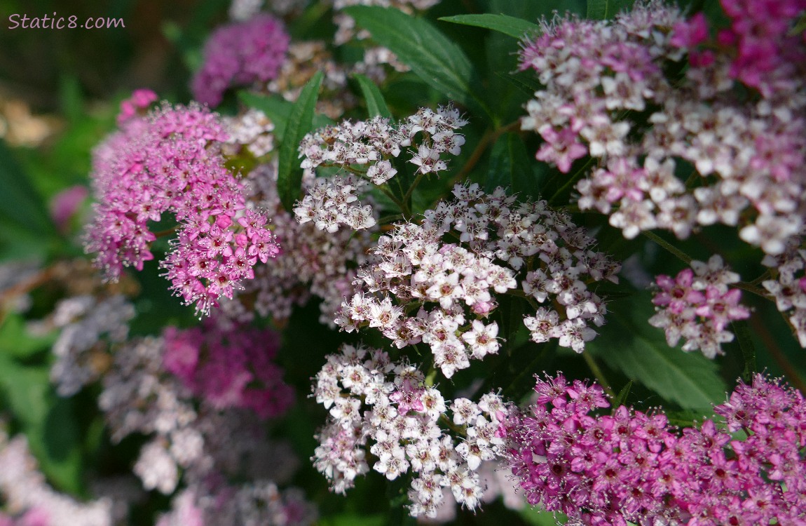 pink and white flowers