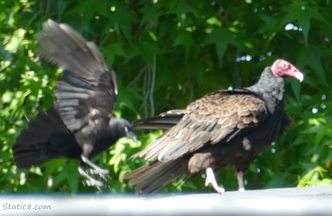 Crow flying in and a Turkey Vulture walking on a roof top