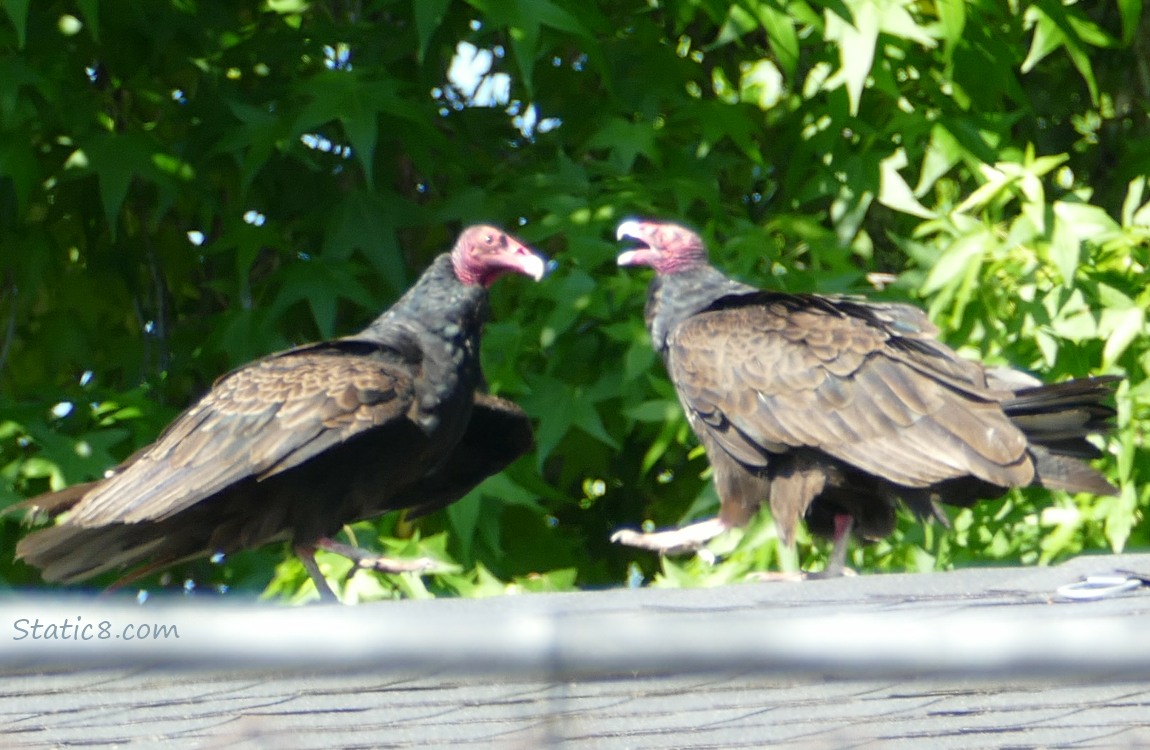 Two Vultures walking on a roof top