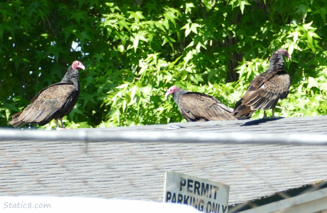 Three Turkey Vultures standing on a roof top