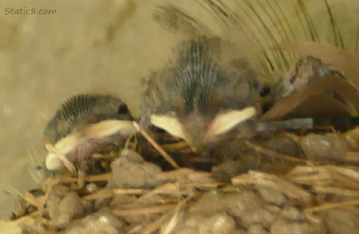 two Barn Swallow nestlings in the nest