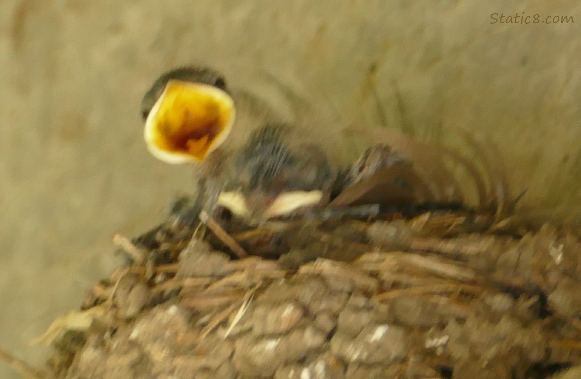 Barn Swallow nestling with mouth open for feeding