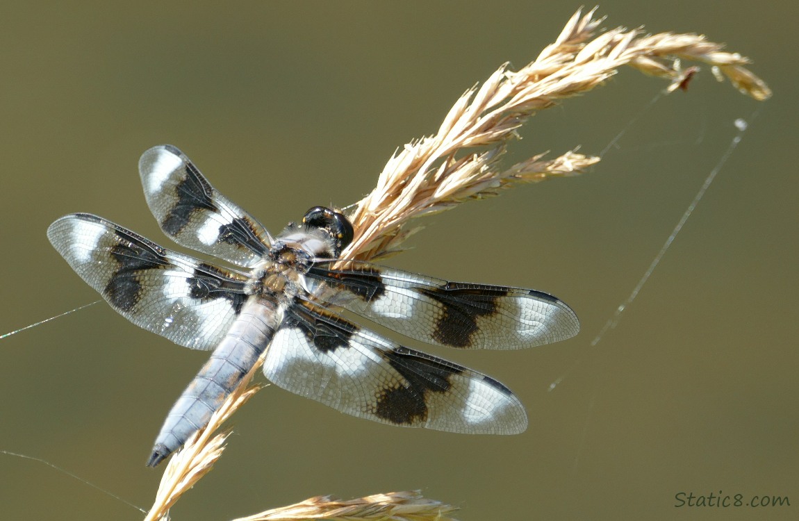 Eight Spot Skimmer Dragonfly standing on a stalk of grass