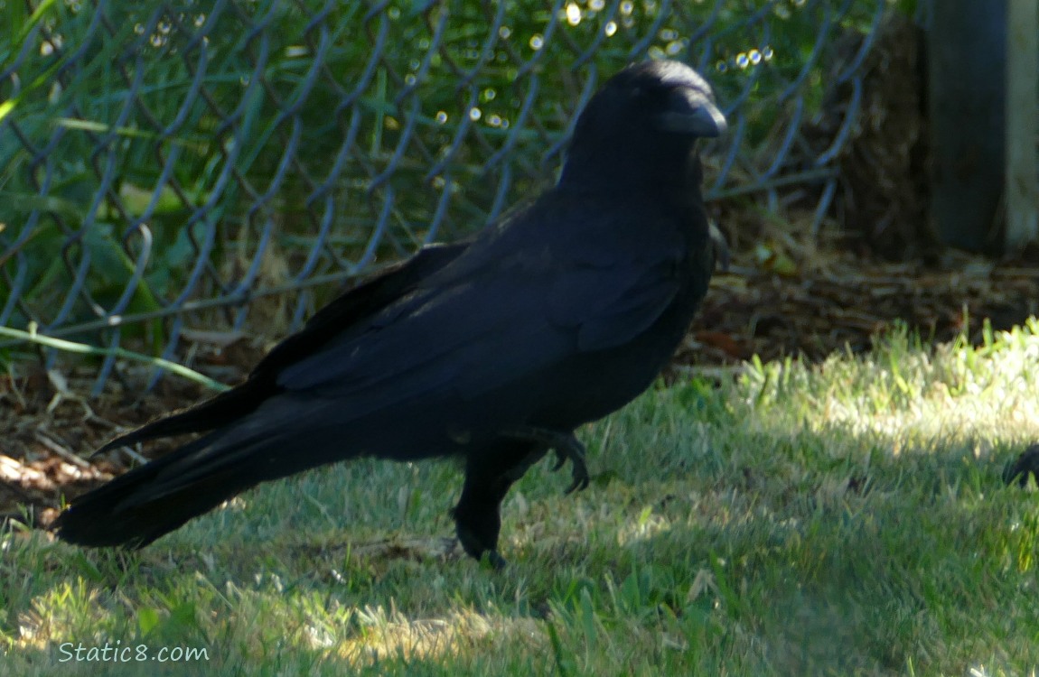 Crow standing on grass holding up one foot