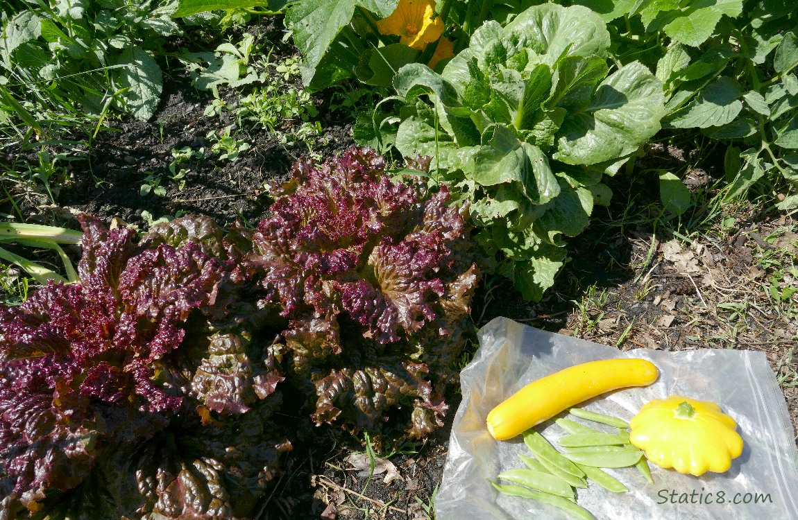 Yellow Zucchini and Patty Pan with Snap Peas next to planted purple Lettuce