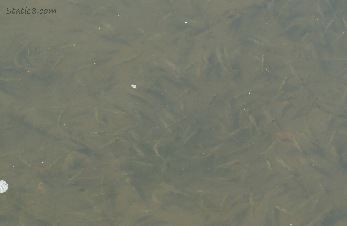 minnows in water