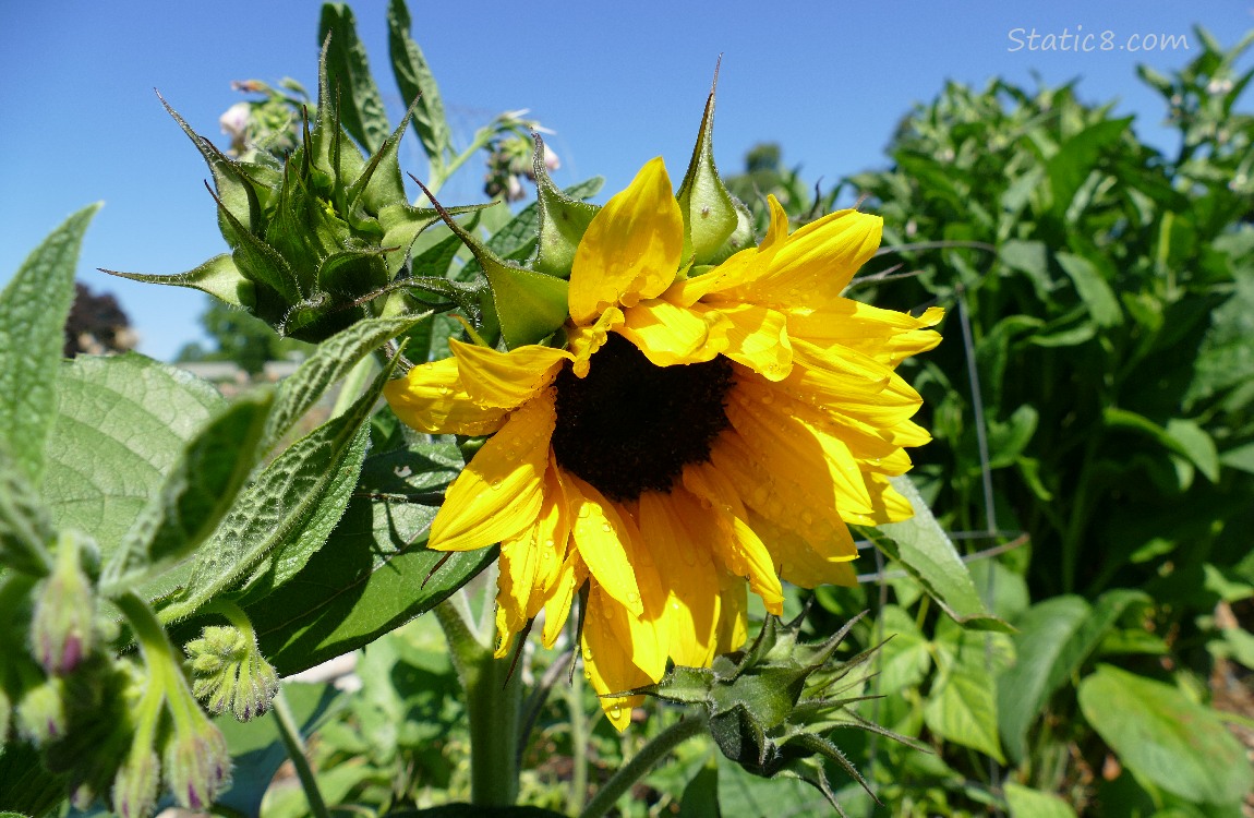 Sunflower bloom