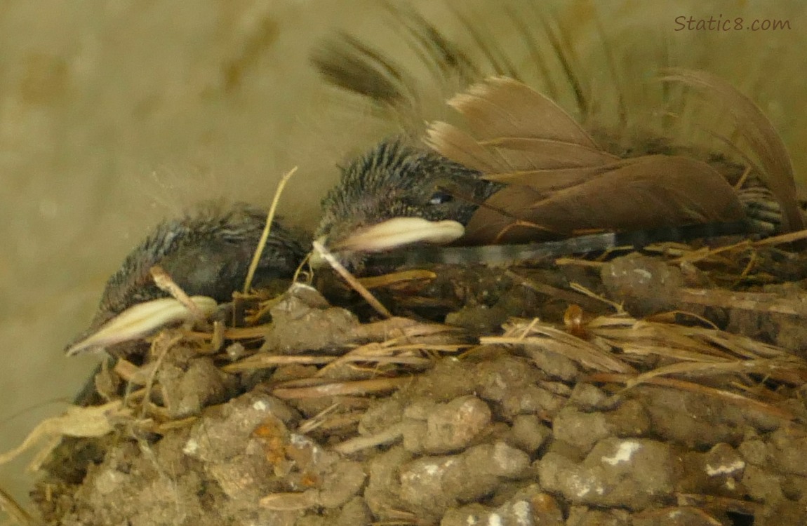 Barn Swallow nestlings in the nest