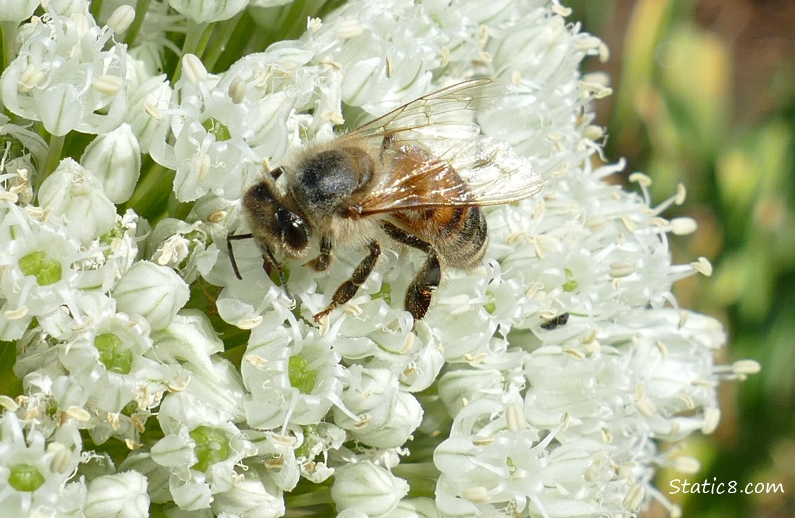 European Honey Bee standing on a Leek bloom 