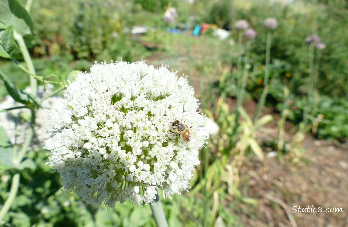 Honey Bee on a leek bloom, garden in the background