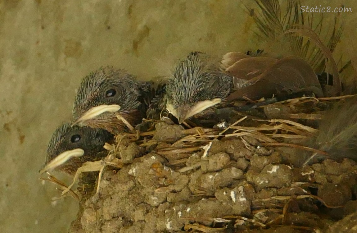 Three Barn Swallow nestlings in the nest