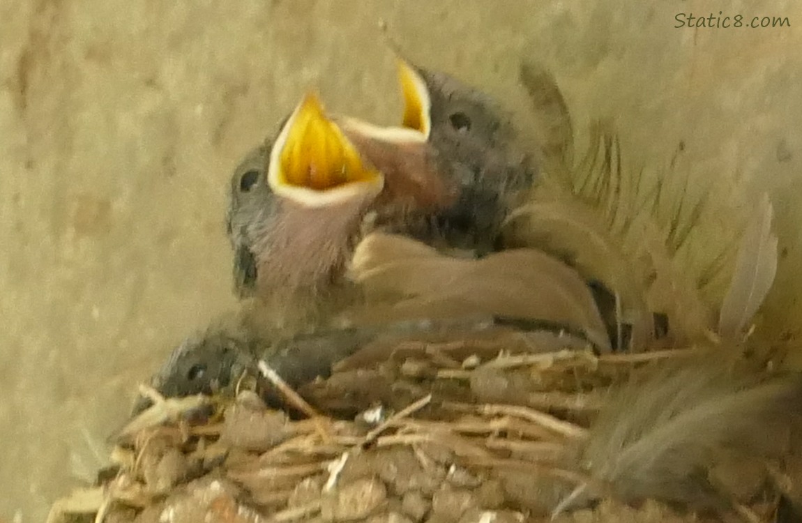 Three Barn Swallow nestlings in the nest, two are begging