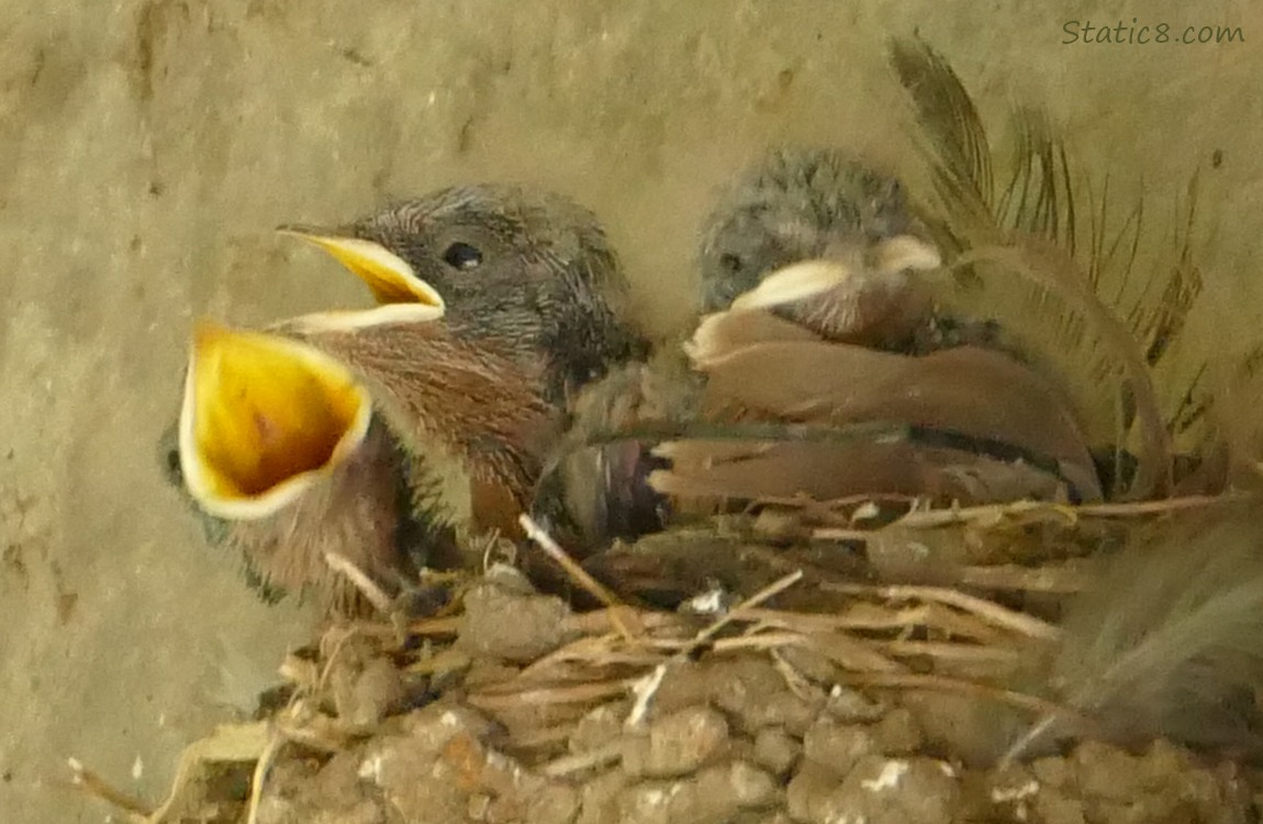 Three Barn Swallow nestlings in the nest