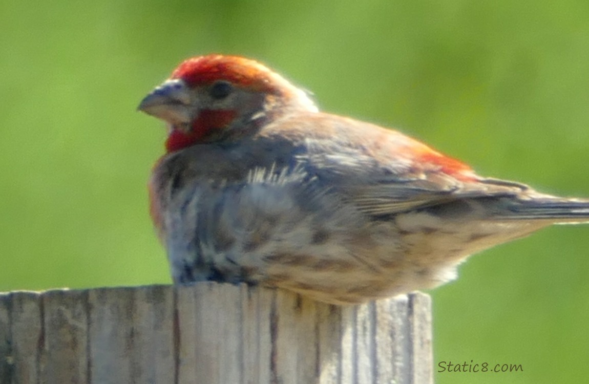 House Finch fledgling sitting on a fence post