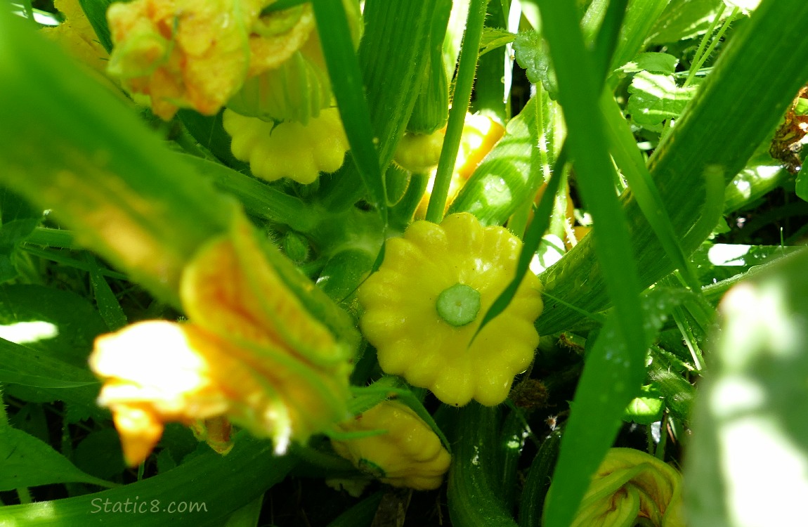 Patty Pan fruits growing on the plant