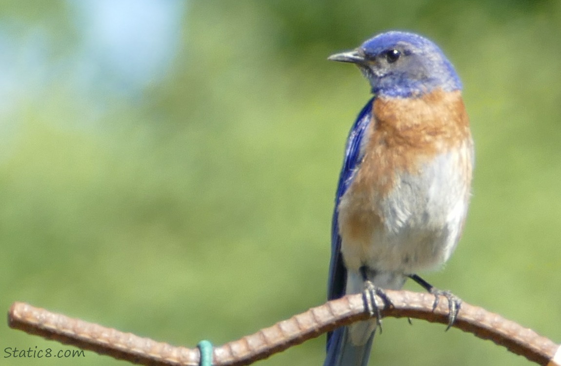 Western Bluebird standing on rebar