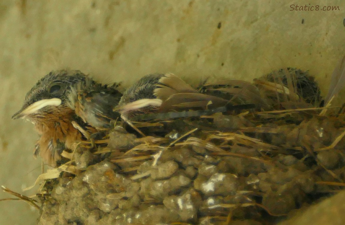 Barn Swallow nestlings in the nest