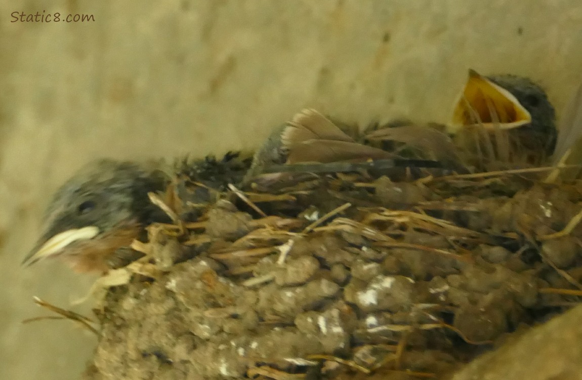 Barn Swallow nestlings in the nest