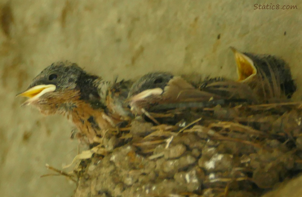 Ban Swallow nestlings in the nest