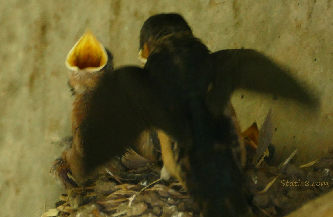 Barn Swallow parent feeds a baby, while the other two beg