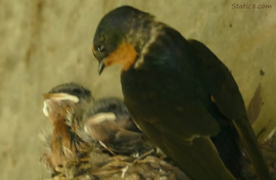 Barn Swallow parent looks down at her babies