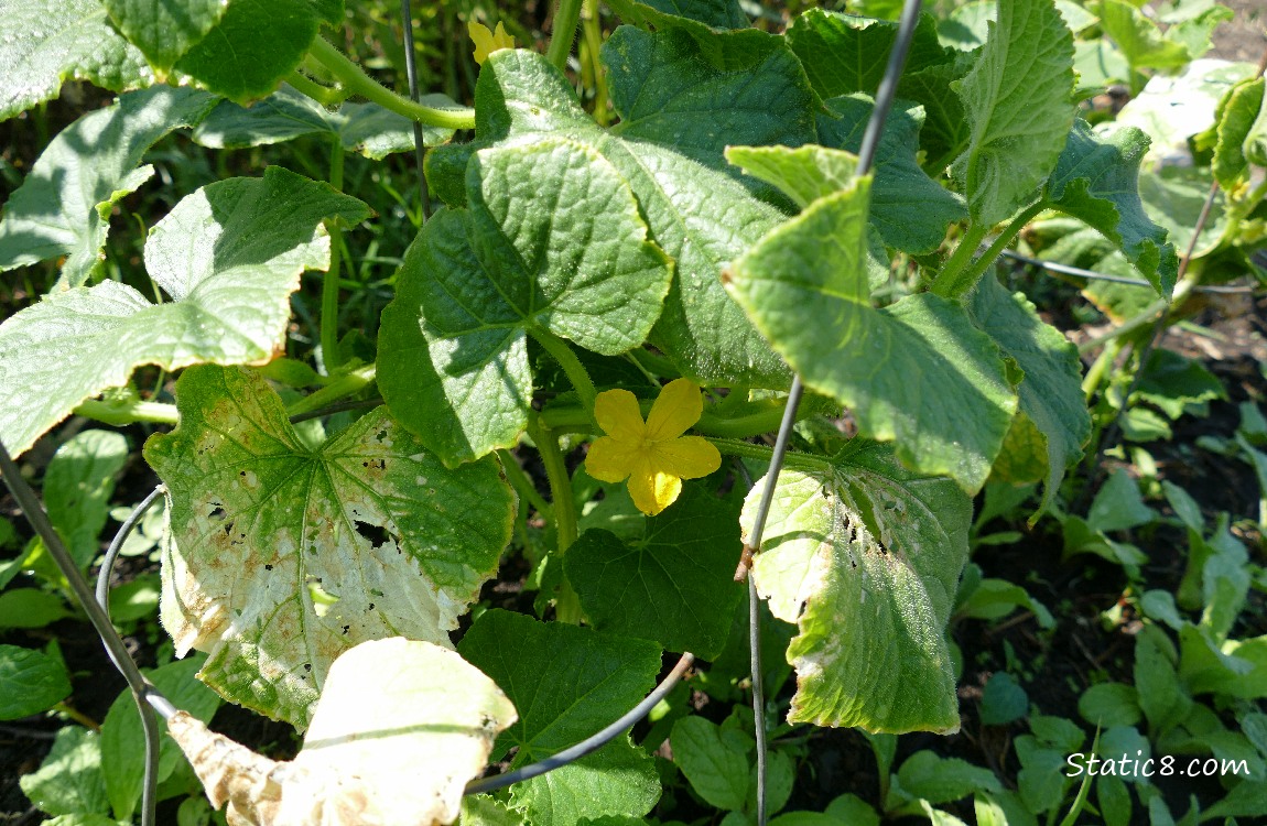 Lemon Cucumber blossom