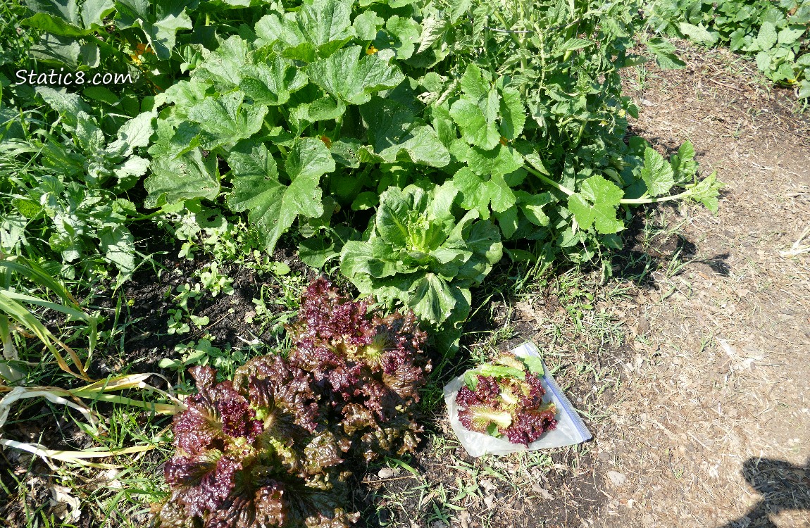 garden and gathered lettuce leaves