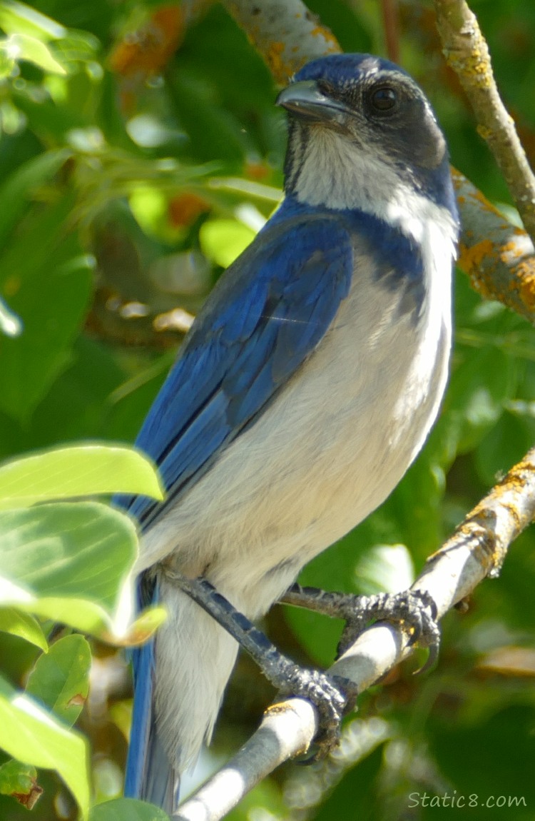 Scrub Jay standing on a twig