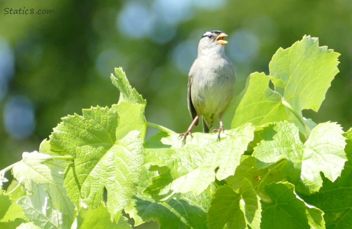 White Crown Sparrow standing on grape vine leaves