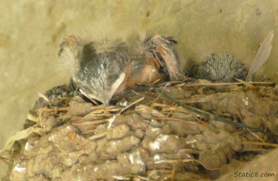 Barn Swallow nestlings in the nest