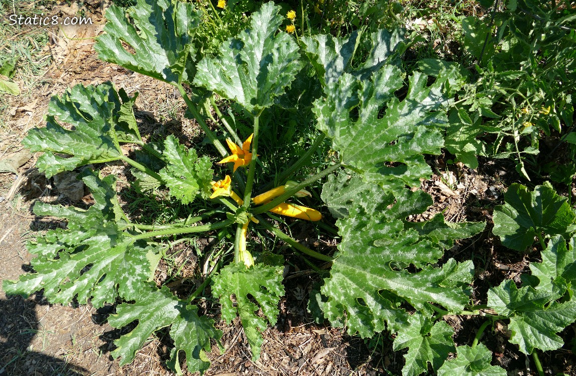 Zucchini plant with several flowers and yellow fruits growing on it