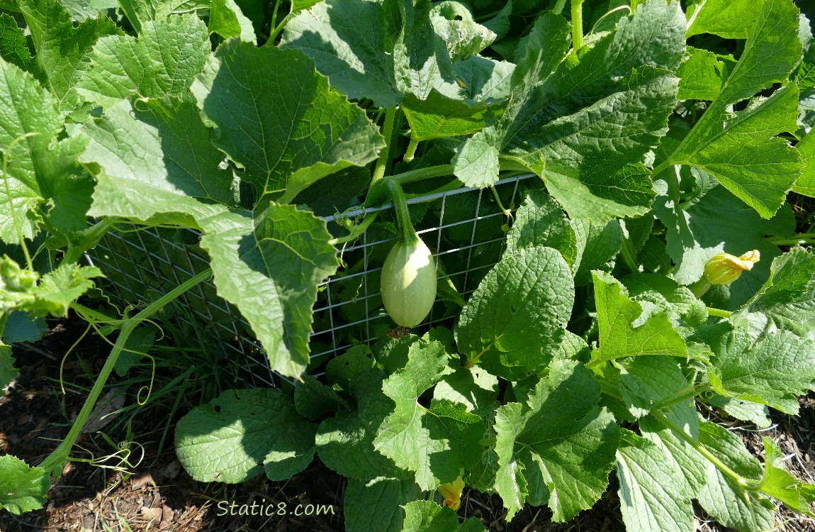 Spaghetti Squash fruit on the vine