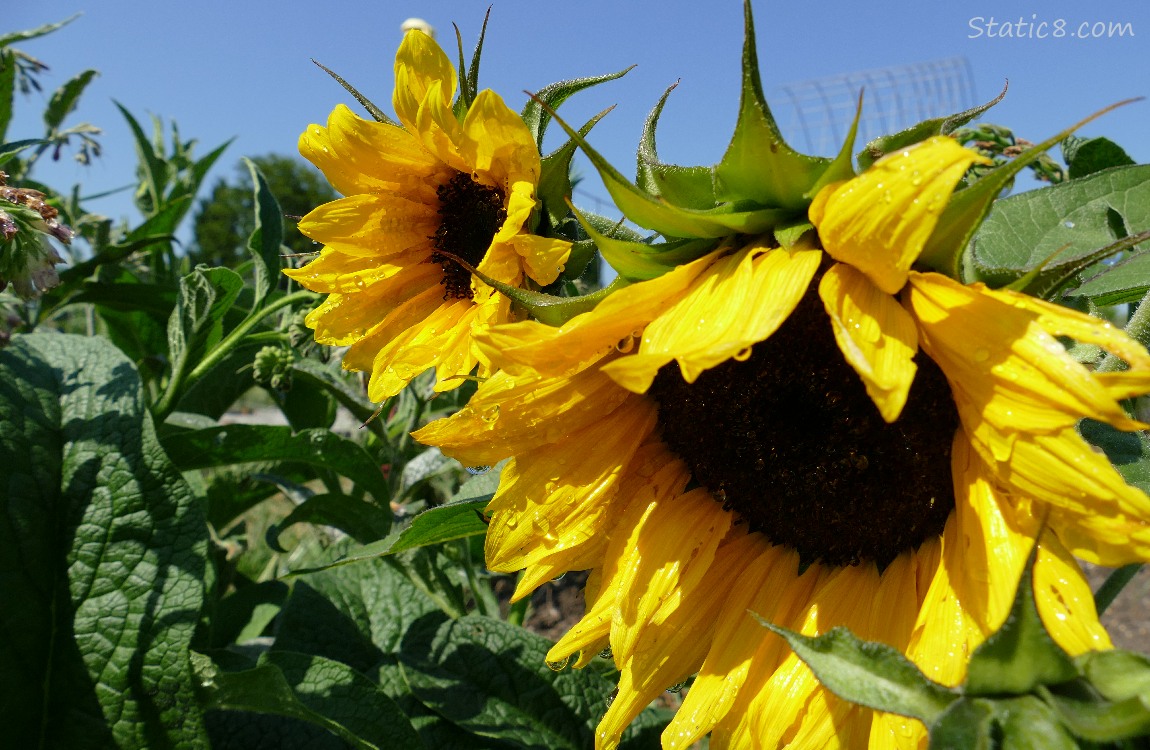 Sunflower blooms