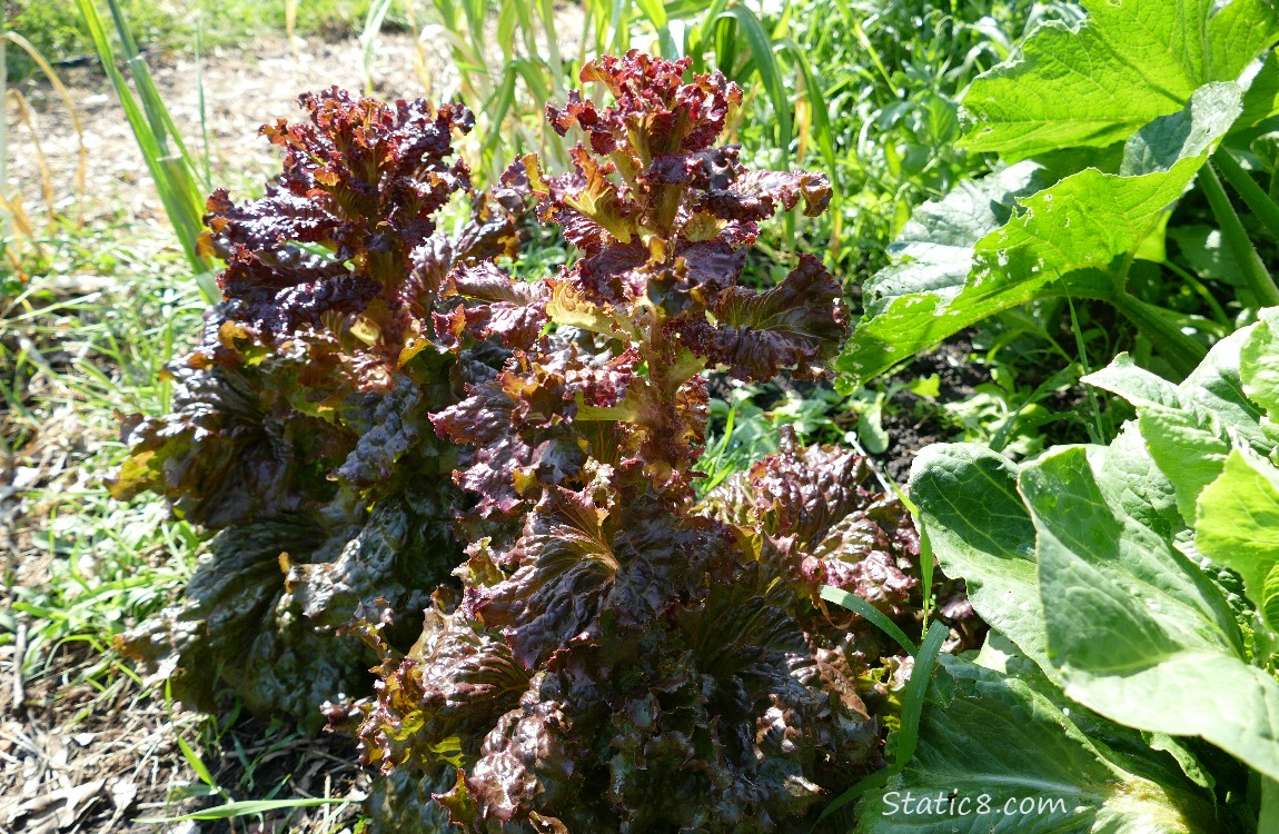 Bolting lettuce plants