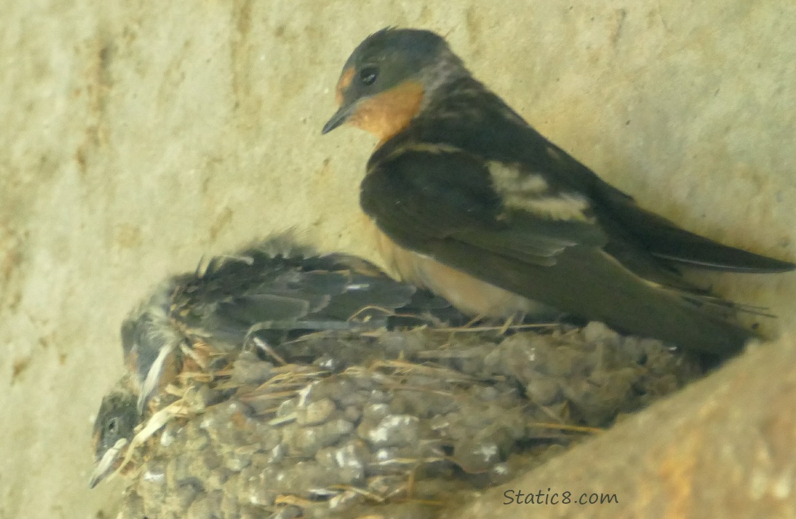 Barn Swallow parent with the nestlings at the nest