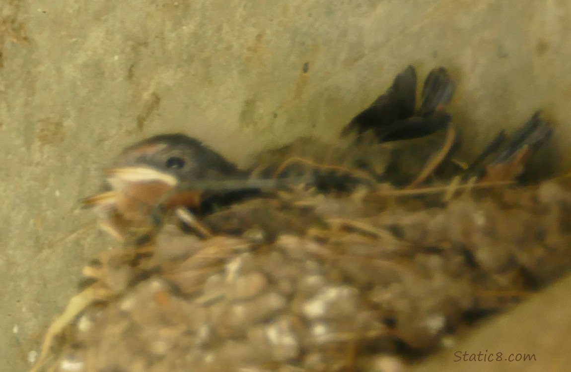 Barn Swallow nestlings in the nest