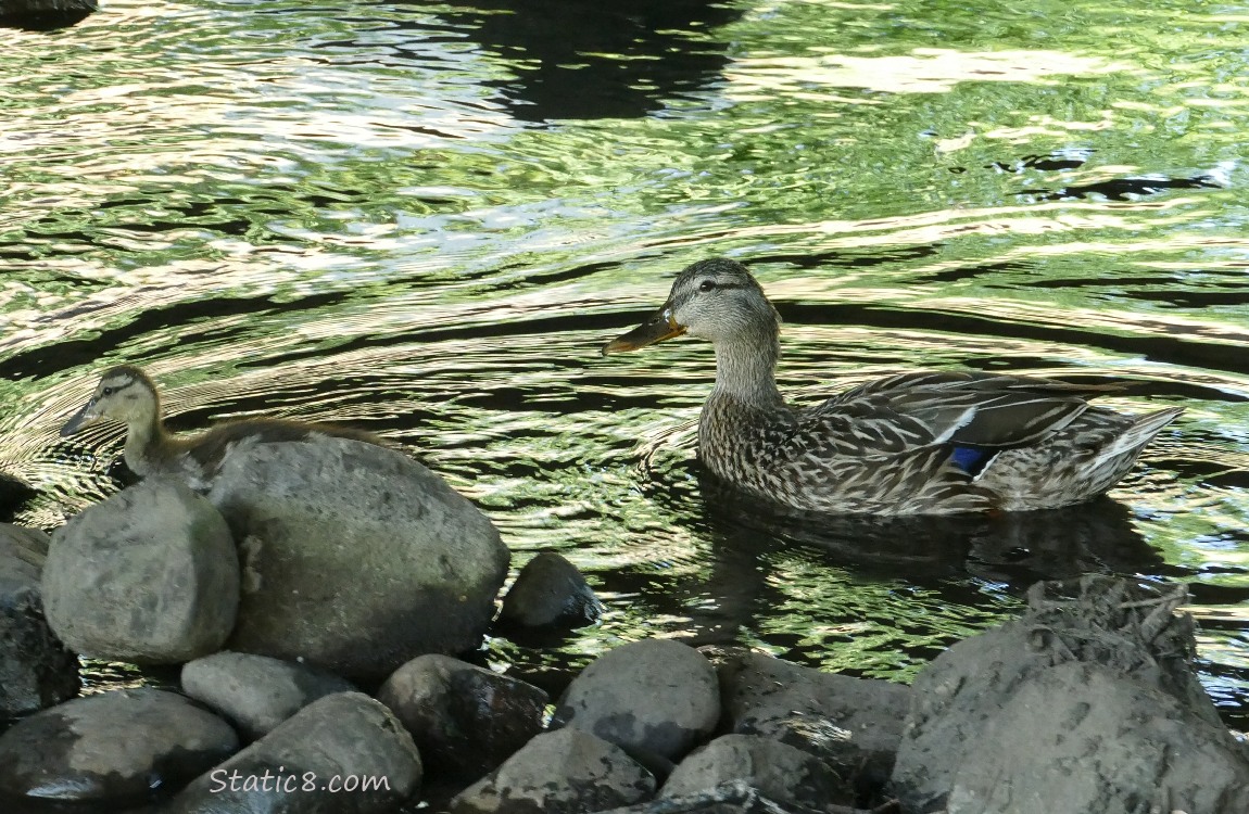 Mallard Mama with an older duckling on the water