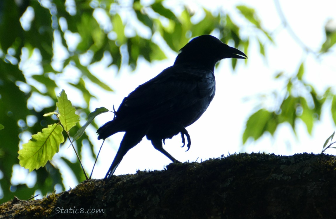 Silhouette of a crow standing on a branch surrounded by leaves