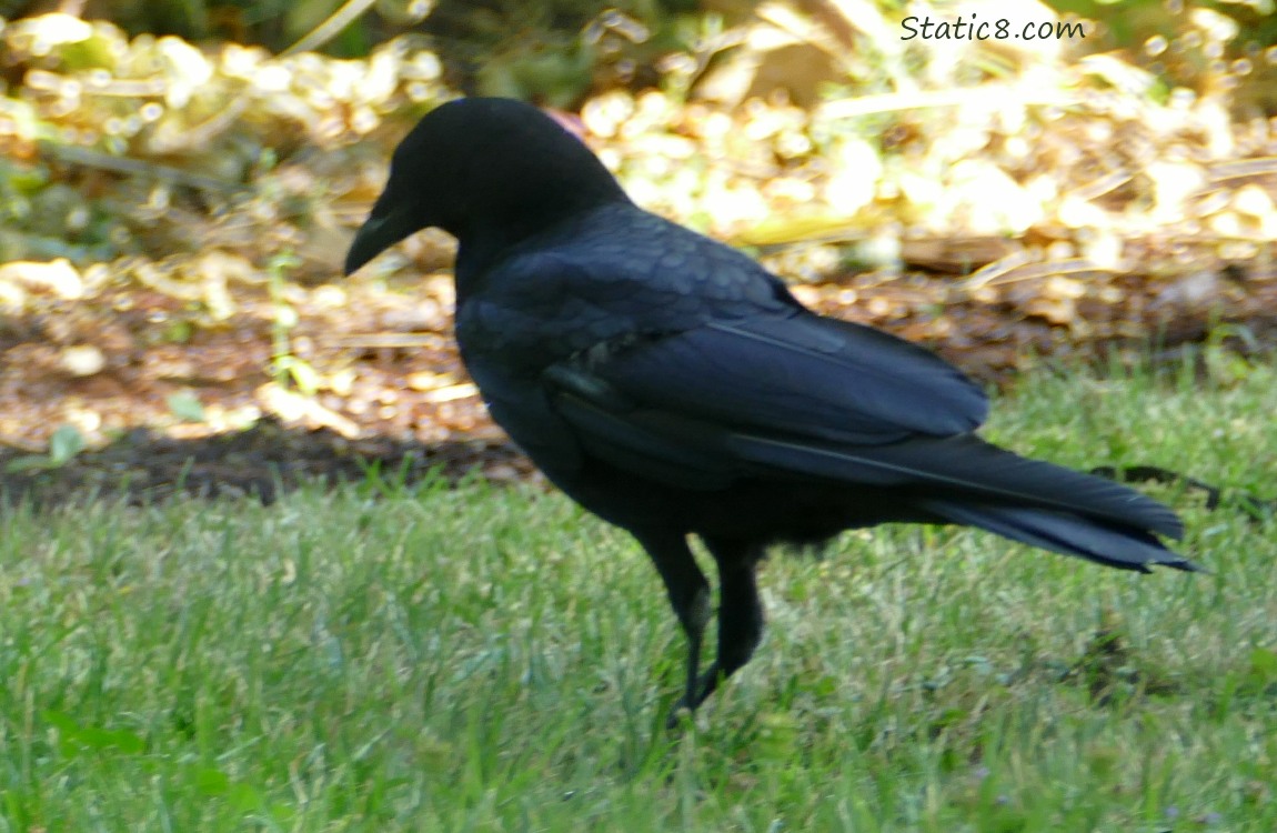 Crow standing on the grass, looking down