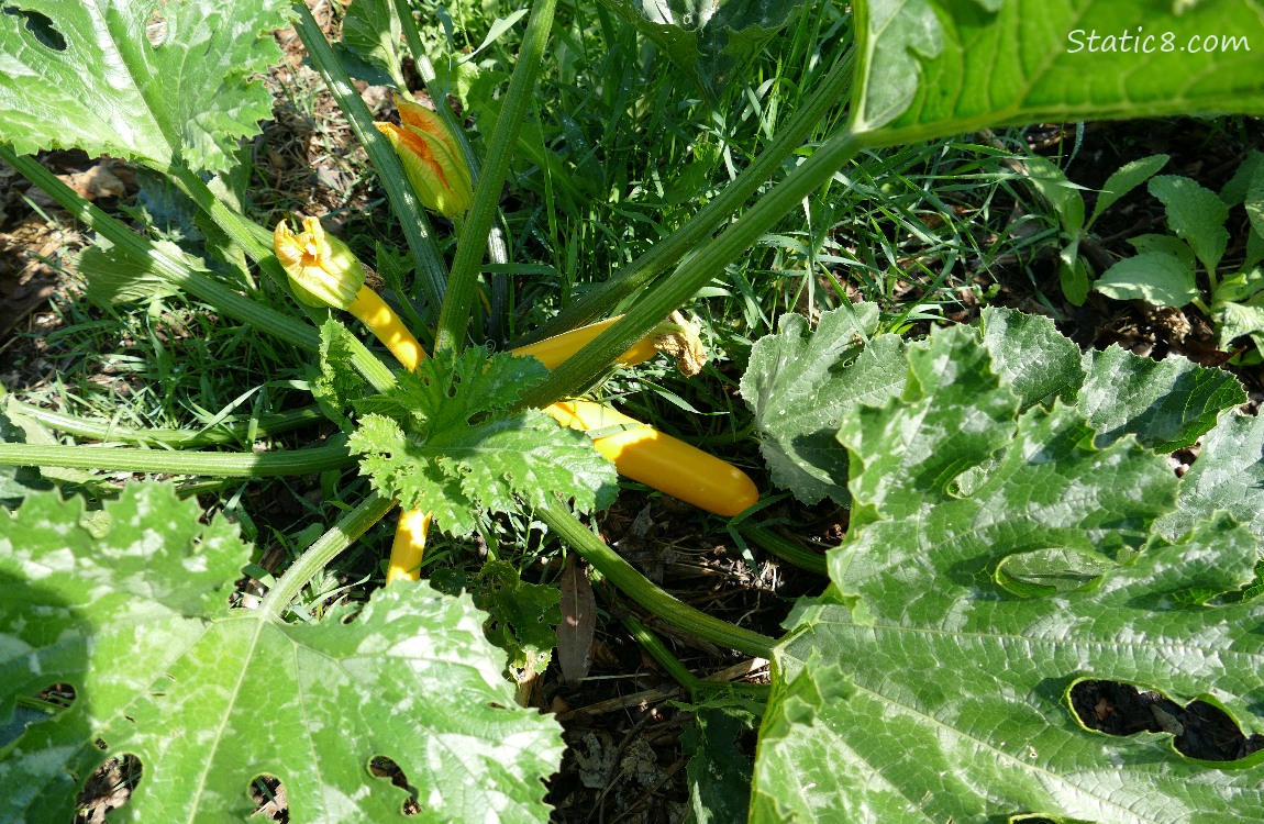 Happy Zucchini plant with several fruits growing