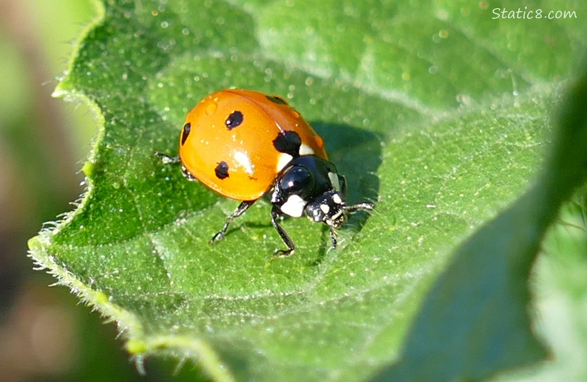 Lady Beetle on a leaf