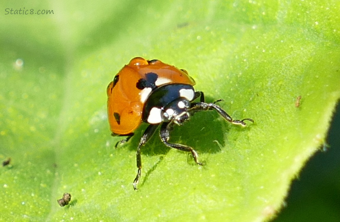 Lady Beetle on a leaf