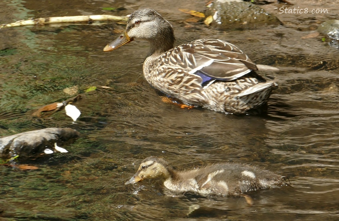 Mallard Mama with older duckling