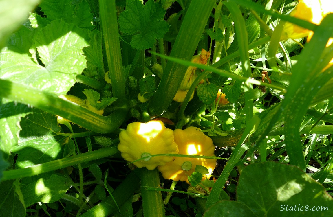 Patty Pan fruits growing on the plant