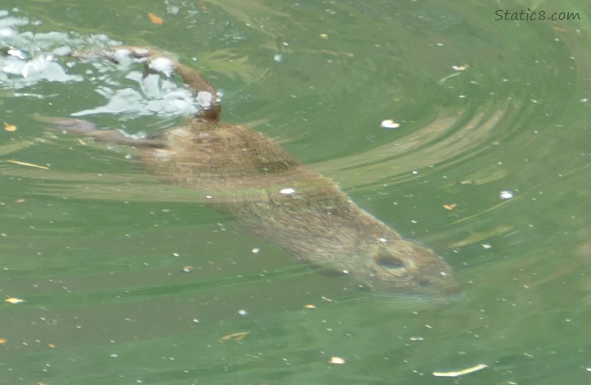 Baby Nutria dives again